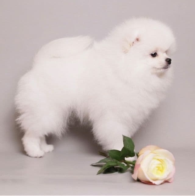 Nary Von Rikos - Pomeranian Female