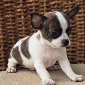 Diego - Chihuahua Male