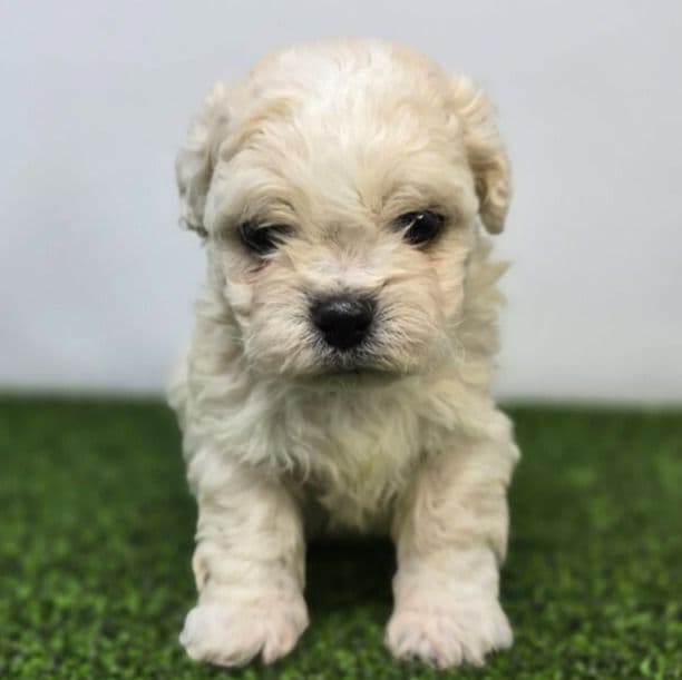 Clara - Bichon Frise Female