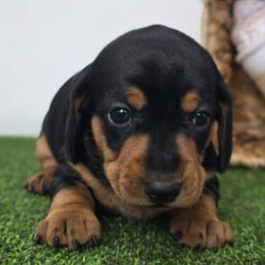 Georgia - Dachshund Female
