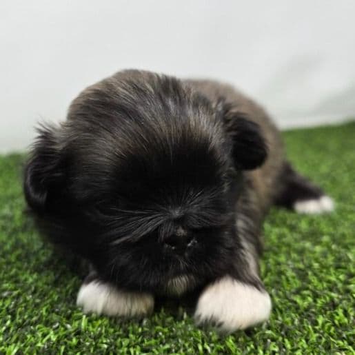 Piper - Pekingese Female