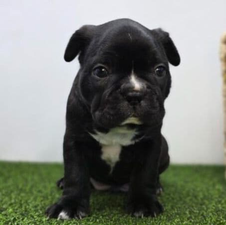 Chewy - Frenchton Male