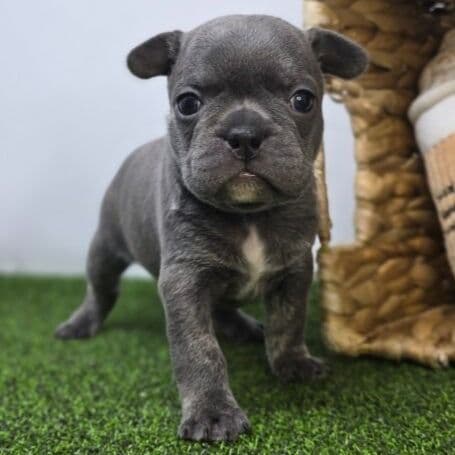 Paisley - Frenchton Female