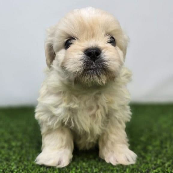 Alice - Bichon Frise Female