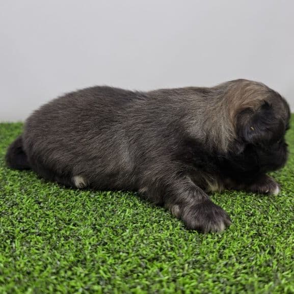 Emory - Pekingese Male