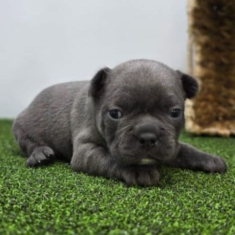 Willow - Frenchton Female