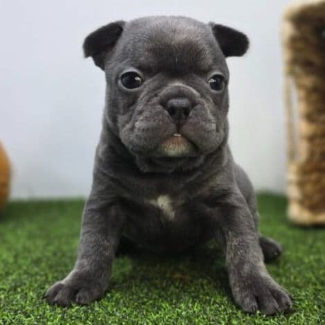 Nora - Frenchton Female