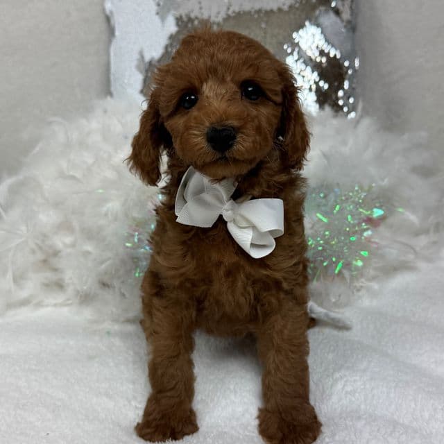 Brinley White Boy - Goldendoodle Male