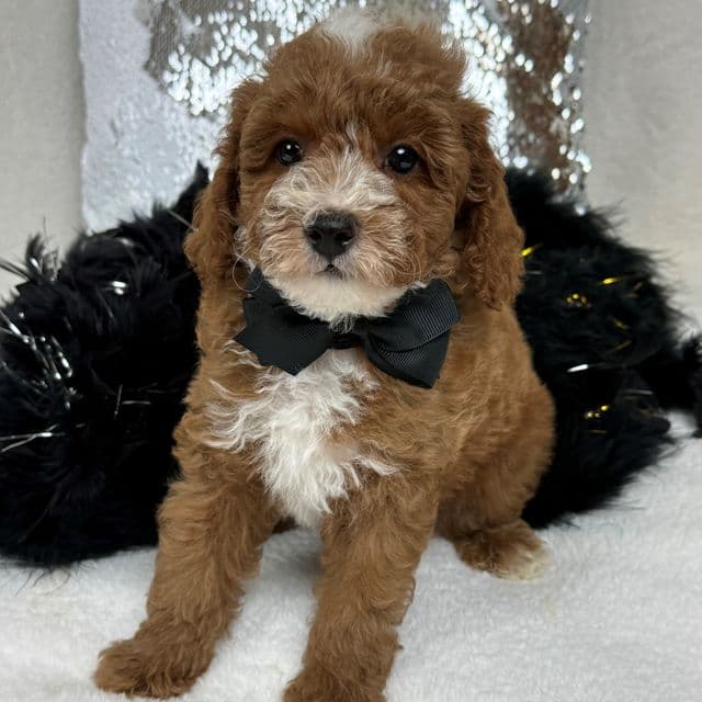 Tilly Black Boy - Toy Poodle Male