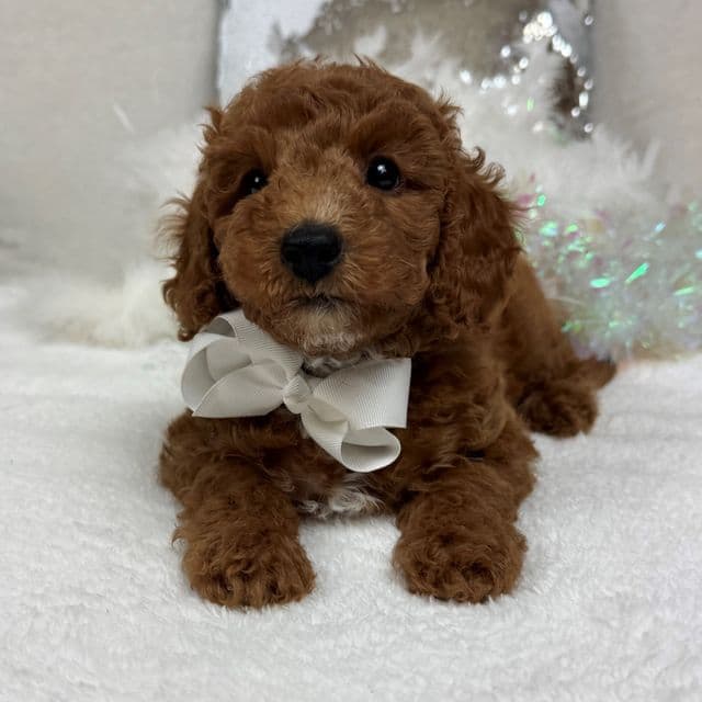 Tilly White Boy - Toy Poodle Male