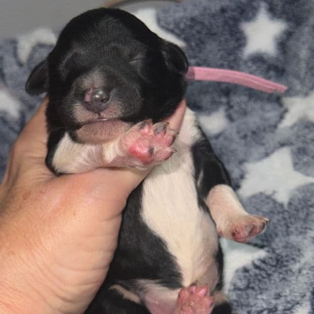 Blossom purple - Standard Poodle Female