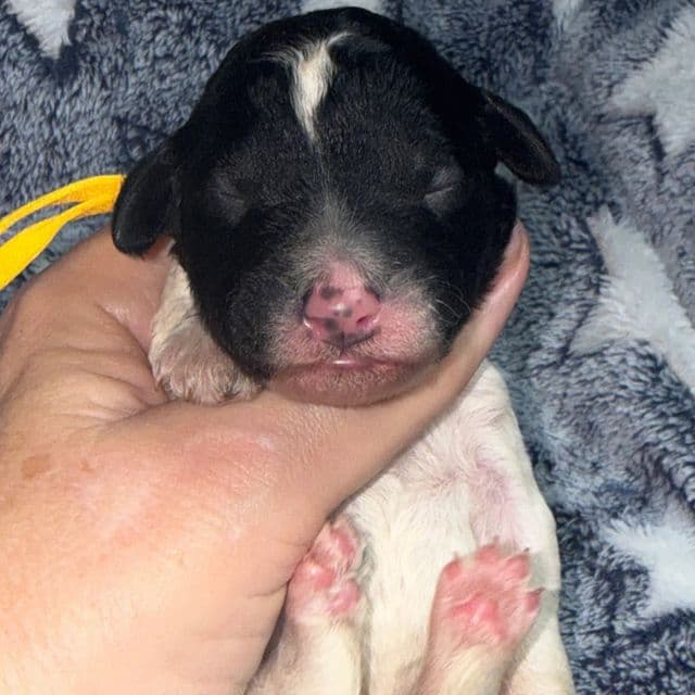 Rain - Standard Poodle Male