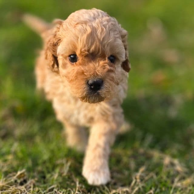 Hank - Cavapoo Male