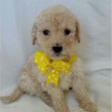 Dahlia "Dolly" - Labradoodle Female