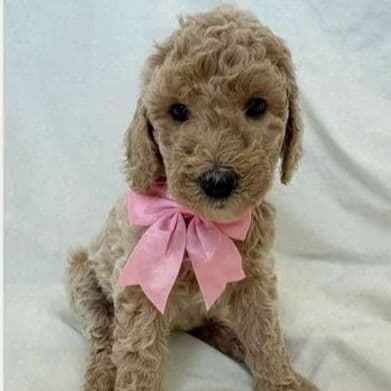 Marigold "Goldie" - Labradoodle Female