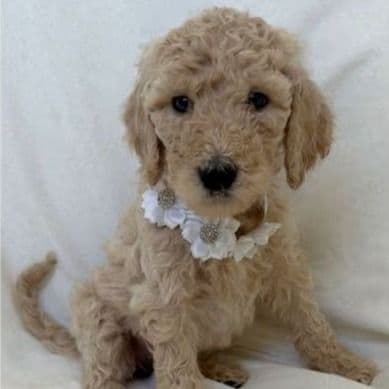 Bluebell "Bell" - Labradoodle Female