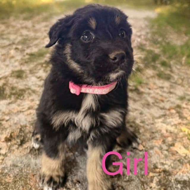 Brook - Australian Shepherd Female
