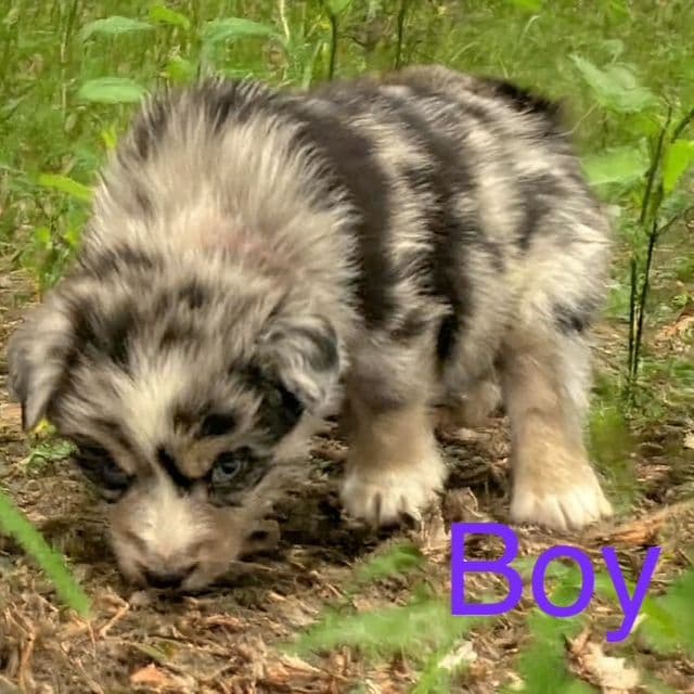 Everest - Australian Shepherd Male