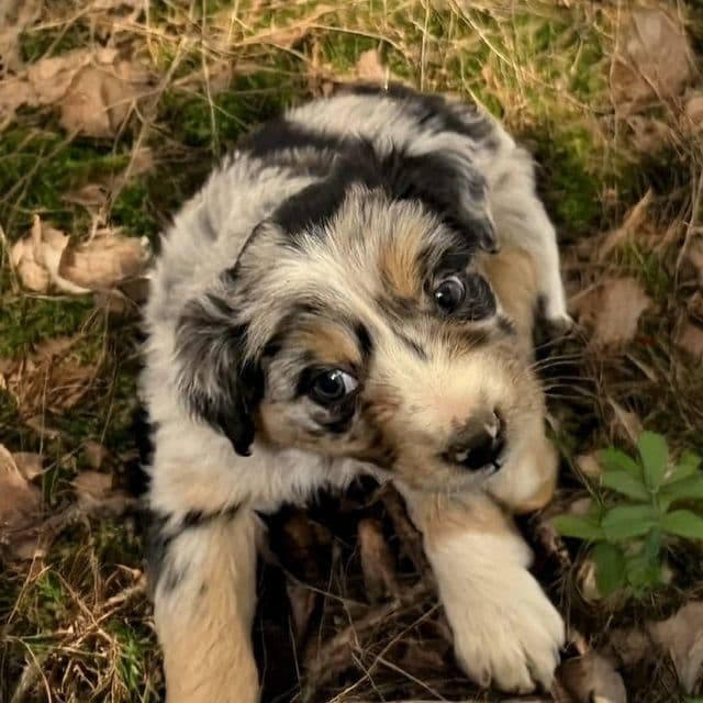 Rainier - Australian Shepherd Male
