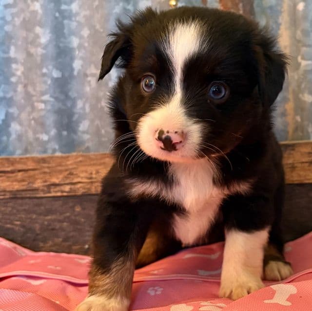 Payday - Miniature American Shepherd (Mini Aussie) Female