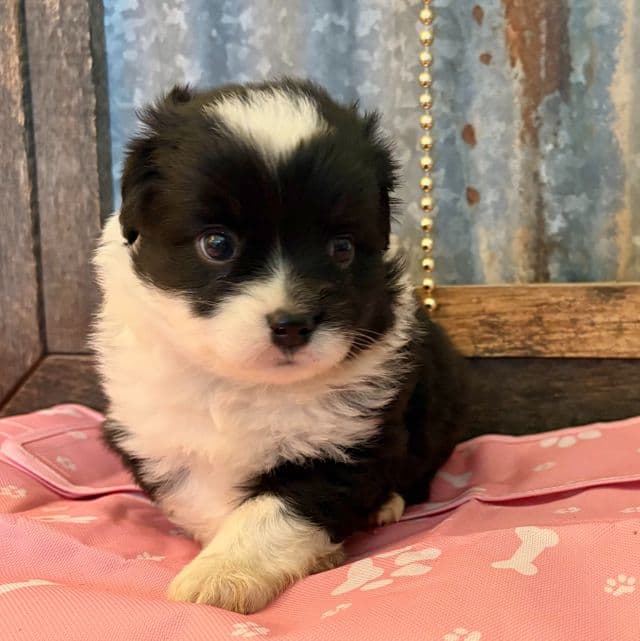 Twix - Miniature American Shepherd (Mini Aussie) Male