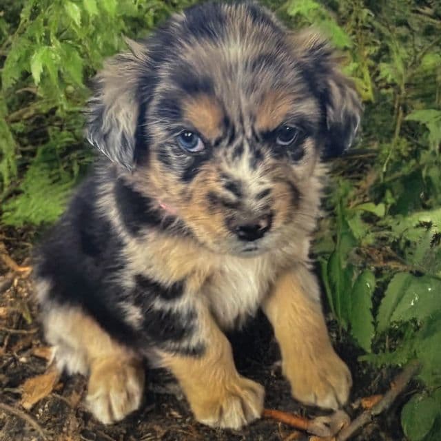 River - Australian Shepherd Female