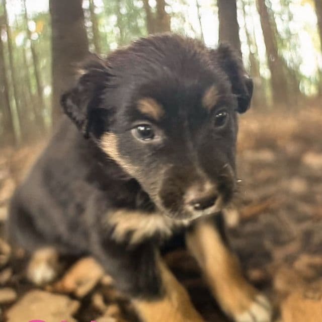Sierra - Australian Shepherd Female