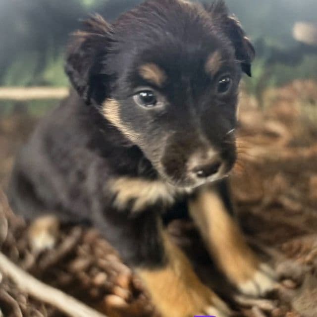 Timber - Australian Shepherd Male