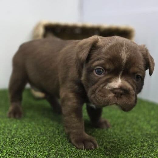 Penny - Frenchton Female