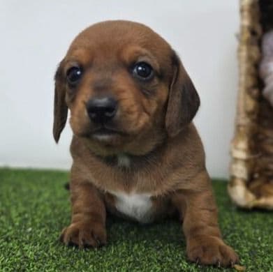 Dakota - Dachshund Male