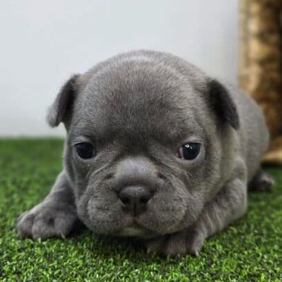 Pepper - Frenchton Female