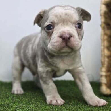 Beau - Frenchton Male