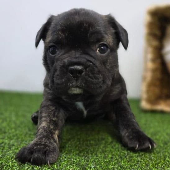 Halle - Frenchton Female