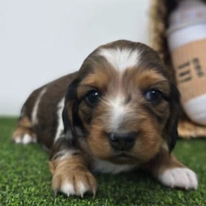 Carson - Dachshund Male