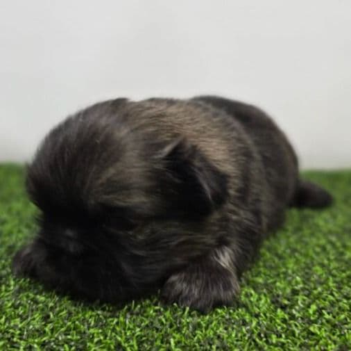 Chester - Pekingese Male