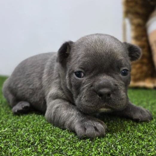 Joey - Frenchton Male