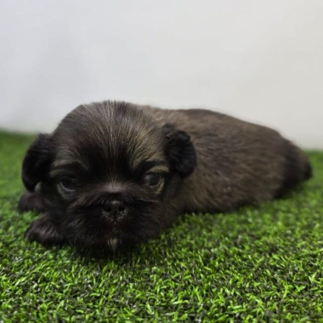 Ash - Pekingese Male