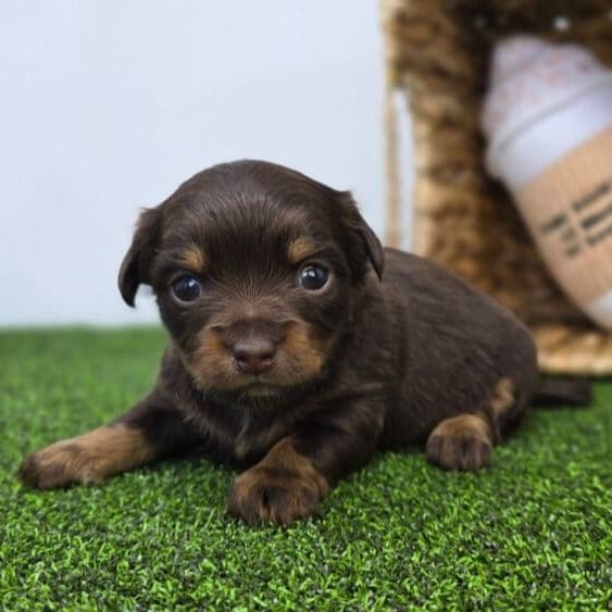 Candy - Dachshund Female