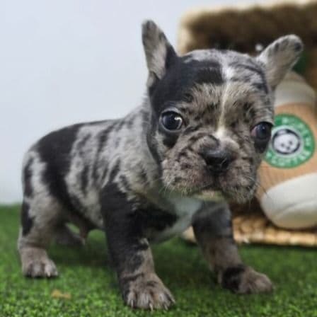 Bowie - Frenchton Male