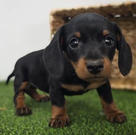 Ivy - Dachshund Female