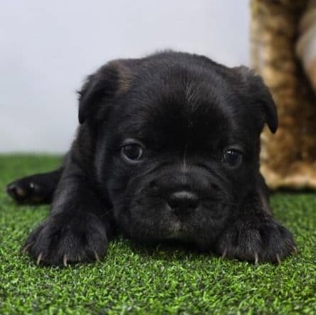 Duke - Frenchton Male