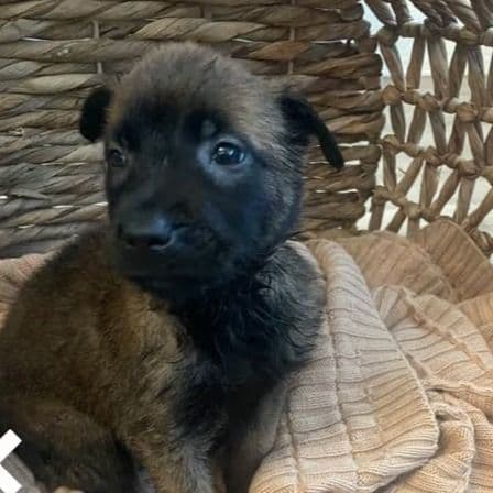 Purple - Belgian Malinois Female