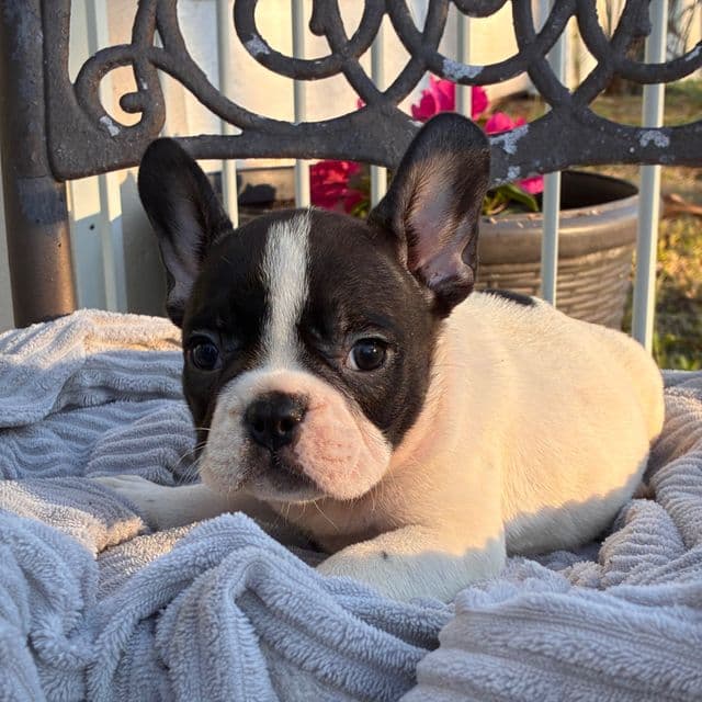 Pierre - French Bulldog Male