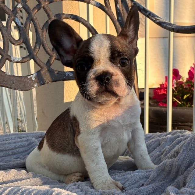 Beau - French Bulldog Male