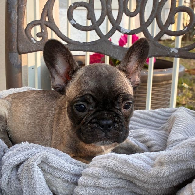 Renee - French Bulldog Female