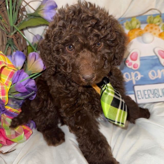 Arno - Labradoodle Male