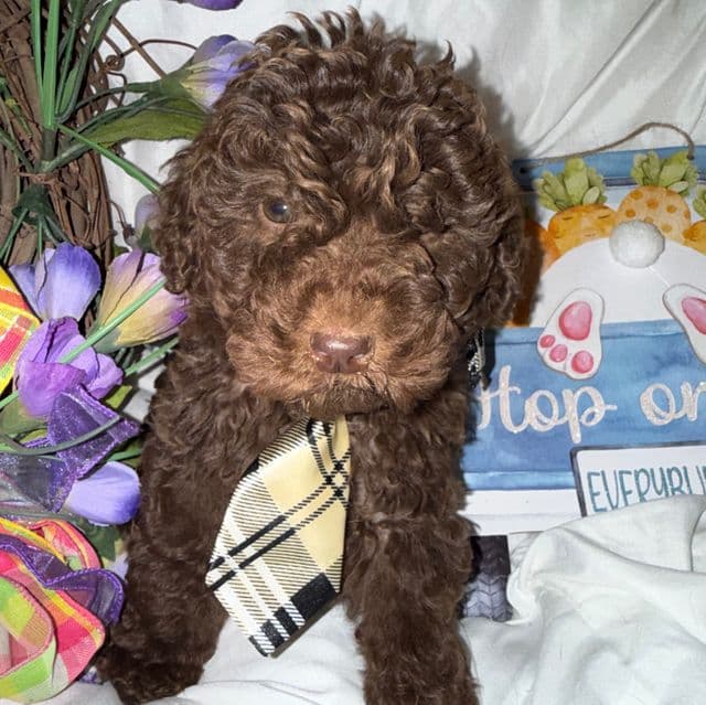 Mr. Paris - Labradoodle Male