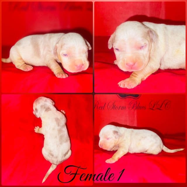 Female 1 - American Bully Female