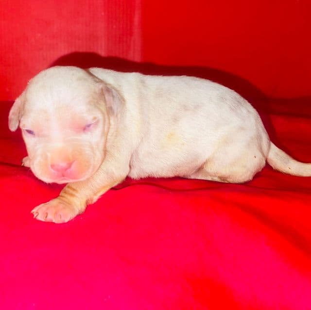 Female 1 - American Bully Female