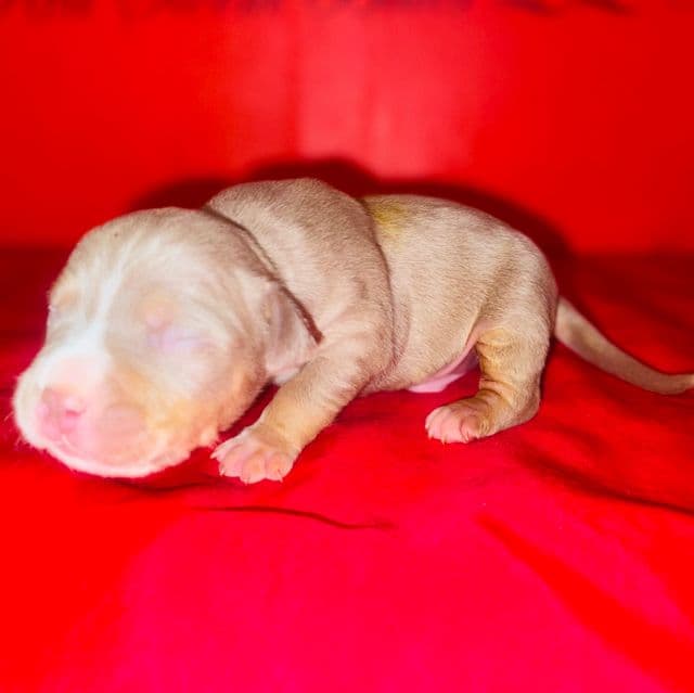 Male 2 - American Bully Male